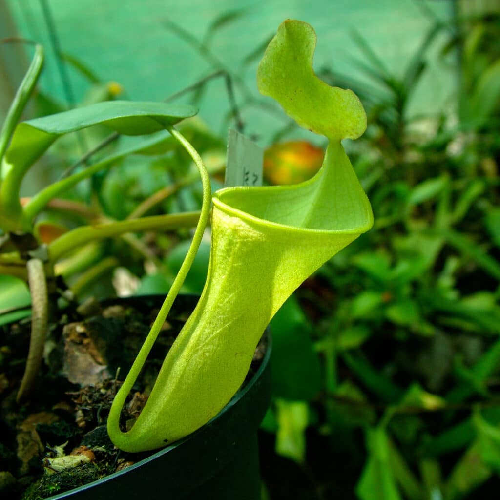 carnivorsandmore &ndash; Deine Quelle für seltene Pflanzen