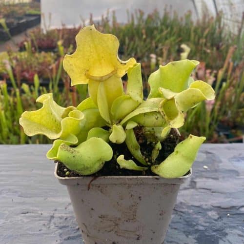 TVGfw3ubBFlYxpsLRuql.jpg TVGfw3ubBFlYxpsLRuql.jpg