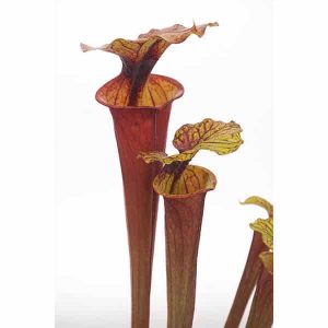 Sarracenia flava var. rubricorpora MK F 97, Wewahitchka, Florida