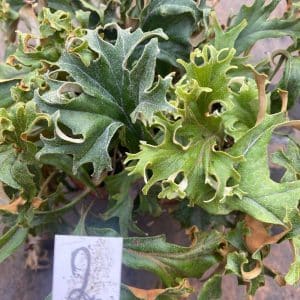 Pyrrosia lingua "Crestate form #2"