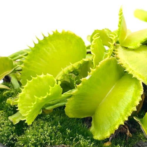 Tu2ieXSIwbLa1bEjKhj6-1.jpg Tu2ieXSIwbLa1bEjKhj6-1.jpg