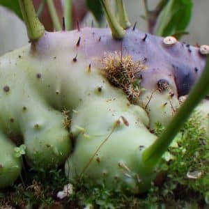 Lecanopteris darnaedii