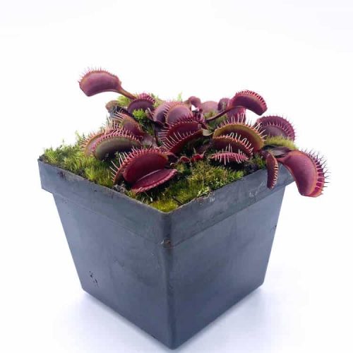 TuVjX0TPdE9tvxj46fmS.jpg TuVjX0TPdE9tvxj46fmS.jpg