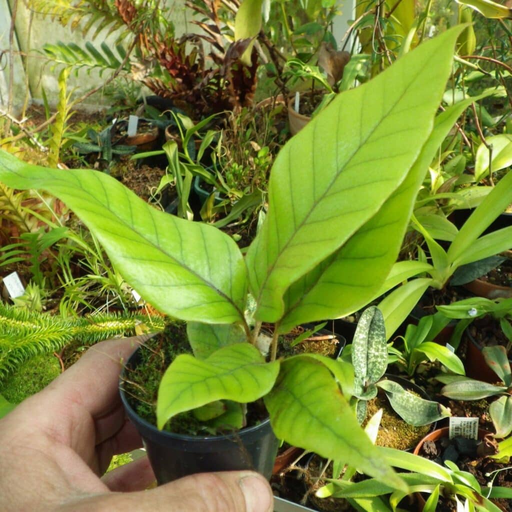carnivorsandmore – Deine Quelle für seltene Pflanzen Pyrrosia christi, small form