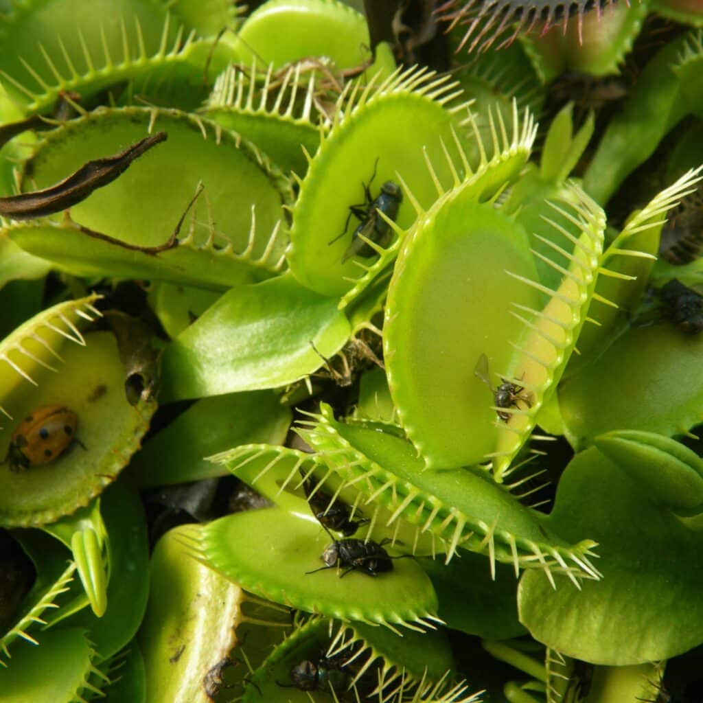 carnivorsandmore – Deine Quelle für seltene Pflanzen Dionaea muscipula var. heterophylla, flat gr.