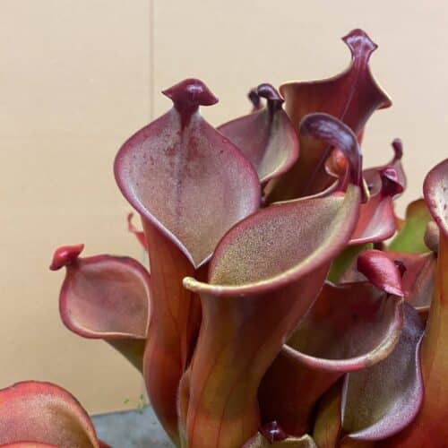 UFXVaJZkkWQIcjeLdUYt.jpg UFXVaJZkkWQIcjeLdUYt.jpg