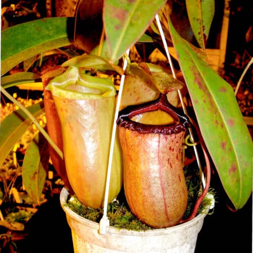 UGeKnq3mSsTXO5amAIxV.jpg UGeKnq3mSsTXO5amAIxV.jpg