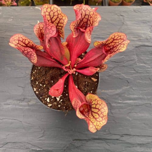 UK4Kx5jBtajFavZbxjo9.jpg UK4Kx5jBtajFavZbxjo9.jpg