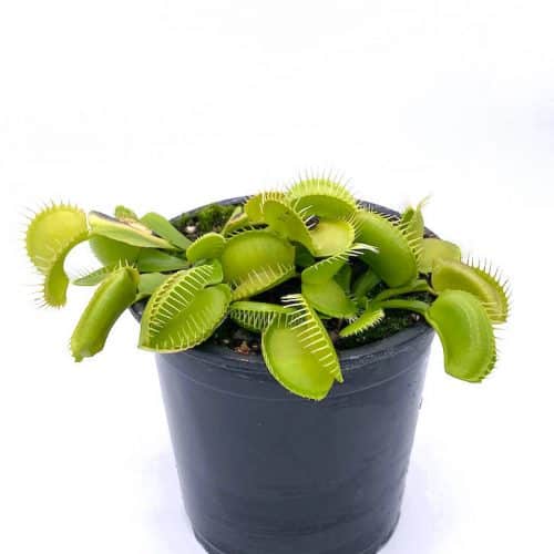 UMxgCAi59CZ9qVaEthd5.jpg UMxgCAi59CZ9qVaEthd5.jpg