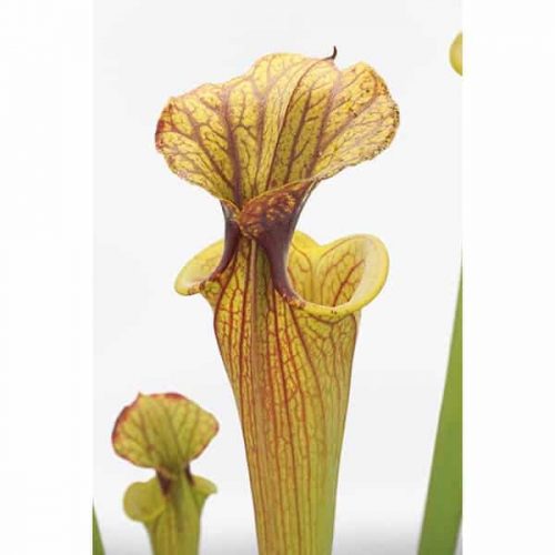 UQ2QGOja9VgVyfRH54Jp.jpg UQ2QGOja9VgVyfRH54Jp.jpg