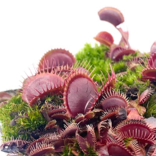 UQhzRVr9k8ludc2ieK7O-1.jpg UQhzRVr9k8ludc2ieK7O-1.jpg