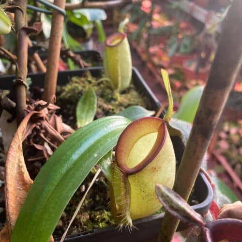 UQnStgT4Si0K8rP13aTr.jpg UQnStgT4Si0K8rP13aTr.jpg