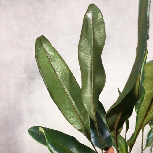 UUDwoGXfOpluw3mGLa28.jpg UUDwoGXfOpluw3mGLa28.jpg