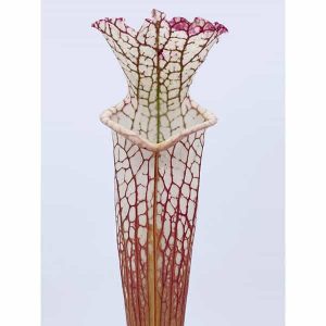 Sarracenia leucophylla "Green/White" ex R. Schoch