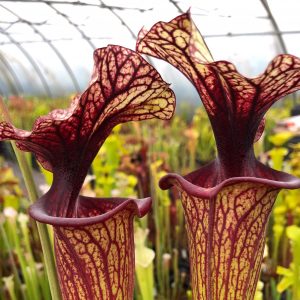 Sarracenia
