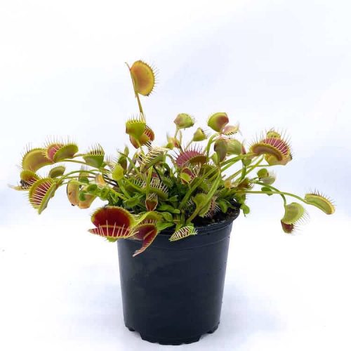 Un0z7aDK2LOIC8h34fiw.jpg Un0z7aDK2LOIC8h34fiw.jpg