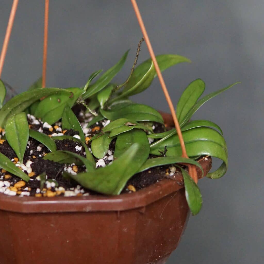 carnivorsandmore – Deine Quelle für seltene Pflanzen Lemmaphyllum carnosum