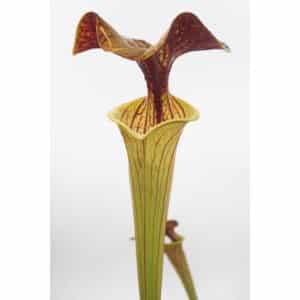 Sarracenia flava var. ornata, ex M. Brause