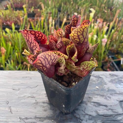 V9rFFH3qerWiP7K5zAzl.jpg V9rFFH3qerWiP7K5zAzl.jpg