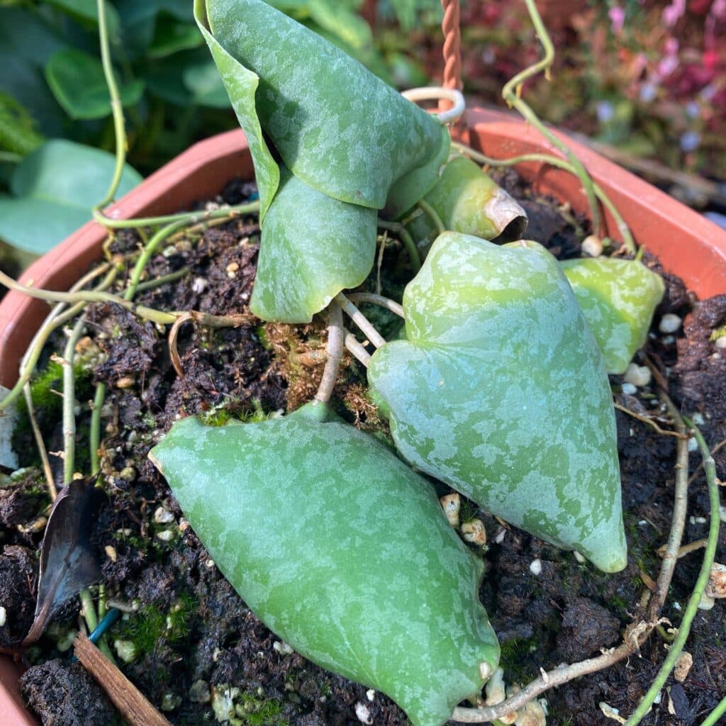 Hoya imbricata