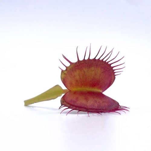 VB0zPYduuhrsIbJI4kZu.jpg VB0zPYduuhrsIbJI4kZu.jpg