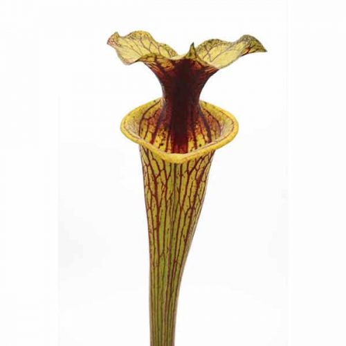 VBBw9FhD5Mp4n77a96Wl.jpg VBBw9FhD5Mp4n77a96Wl.jpg