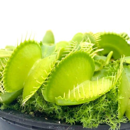 VEJDdTFPDsanObSpGJcm.jpg VEJDdTFPDsanObSpGJcm.jpg