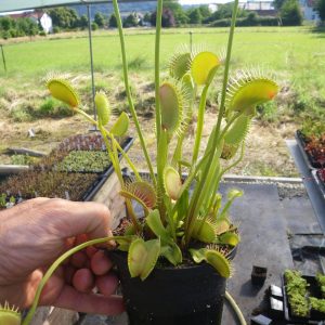 Dionaea muscipula "Red Line"
