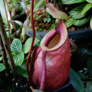 Nepenthes orbiculata (= globosa), 20 cm