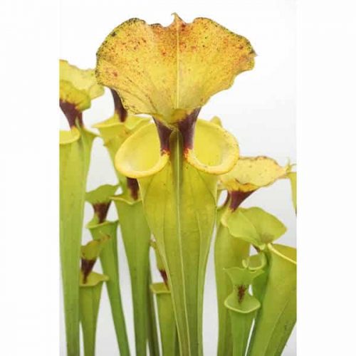 VNCcjuUSXheyDWJ9Rpgl.jpg VNCcjuUSXheyDWJ9Rpgl.jpg