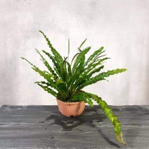 Elaphoglossum eximinum