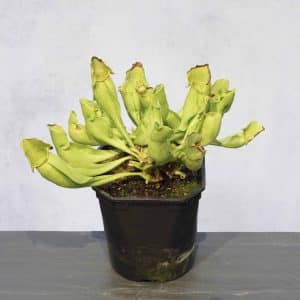 Sarracenia purpurea ssp. purpurea f. heterophylla, 15-20 cm