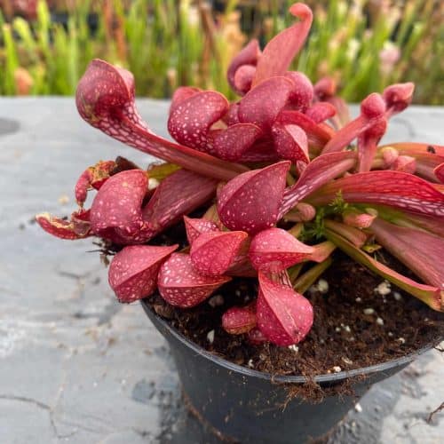 VVhr9OS6ziyTmlUOIuCe.jpg VVhr9OS6ziyTmlUOIuCe.jpg