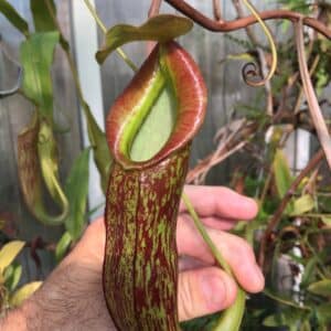 Nepenthes gymnamphora Java, unrooted cutting
