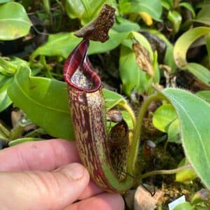 Nepenthes glandulifera x mollis, 10-15 cm