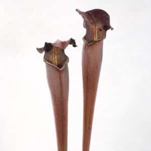 Sarracenia alata "Black Tube", DeSoto, Miss., 40 cm, ex Klaus Ivanez