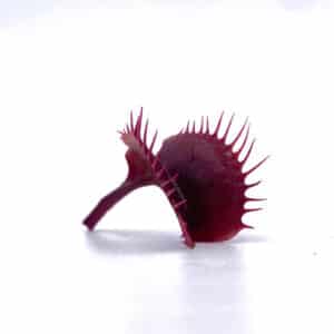 Dionaea muscipula "BCP Red Fused Petiols Clone F4 BCP"