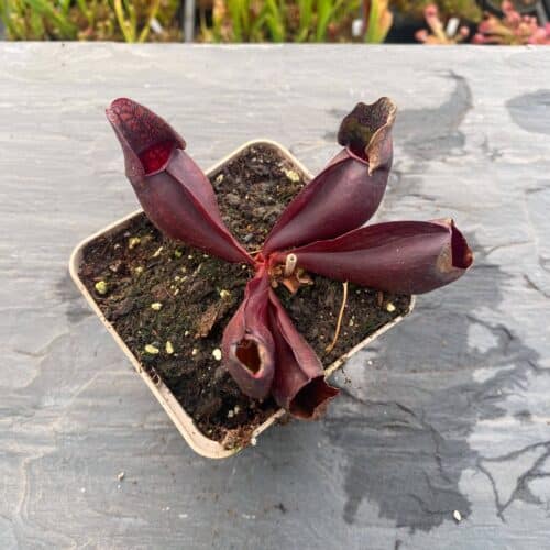 Vbez4agOm8ipvfsESxqa.jpg Vbez4agOm8ipvfsESxqa.jpg