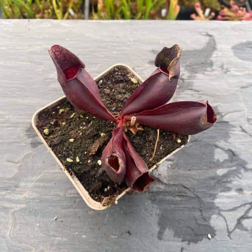 Vbez4agOm8ipvfsESxqa.jpg Vbez4agOm8ipvfsESxqa.jpg