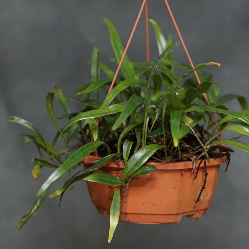 carnivorsandmore – Deine Quelle für seltene Pflanzen Pyrrosia spec. Matang Area, Sarawak