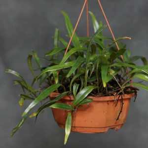 Pyrrosia spec. Matang Area, Sarawak