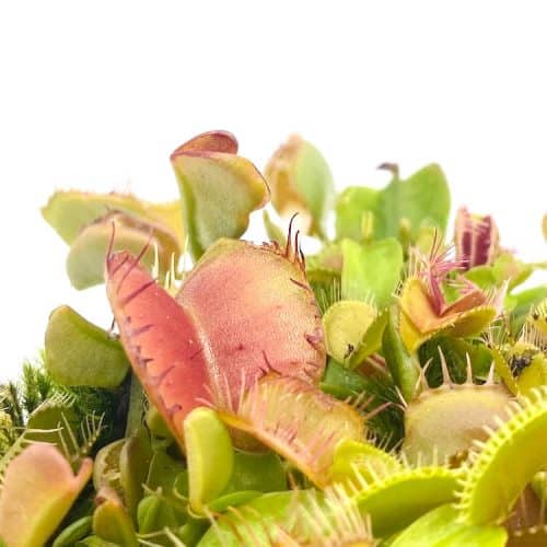 VflPEC7V85WSqbSTMVdz-1.jpg VflPEC7V85WSqbSTMVdz-1.jpg