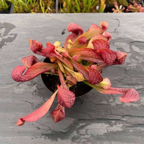 VmuOLvFs8mFKyhMBWCvh.jpg VmuOLvFs8mFKyhMBWCvh.jpg