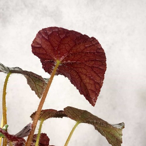 VxcdBR2VzBqixKYuraRq.jpg VxcdBR2VzBqixKYuraRq.jpg