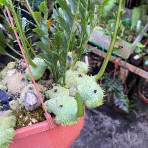 Lecanopteris holttumii