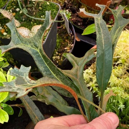 W3owwtLHwTtO1p9g3IQ5.jpg W3owwtLHwTtO1p9g3IQ5.jpg