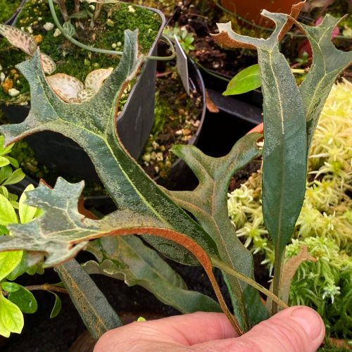 W3owwtLHwTtO1p9g3IQ5.jpg W3owwtLHwTtO1p9g3IQ5.jpg