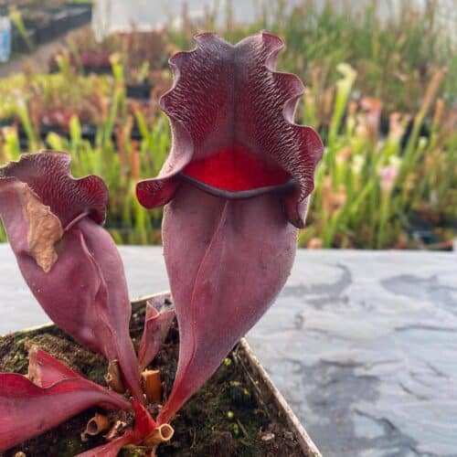 W7FFBbqMaAOaeuKlo9W8.jpg W7FFBbqMaAOaeuKlo9W8.jpg