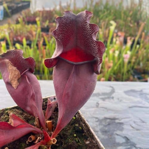 W7FFBbqMaAOaeuKlo9W8.jpg W7FFBbqMaAOaeuKlo9W8.jpg