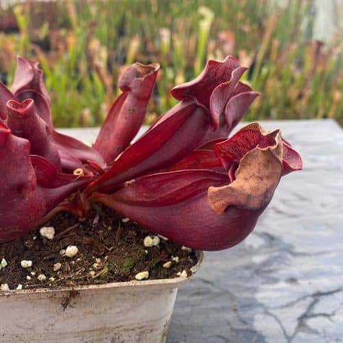 W7Y0R0JtTX5LmeS8jRjo.jpg W7Y0R0JtTX5LmeS8jRjo.jpg